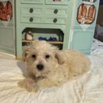 Buddy – Chonzer / SALE! $1000