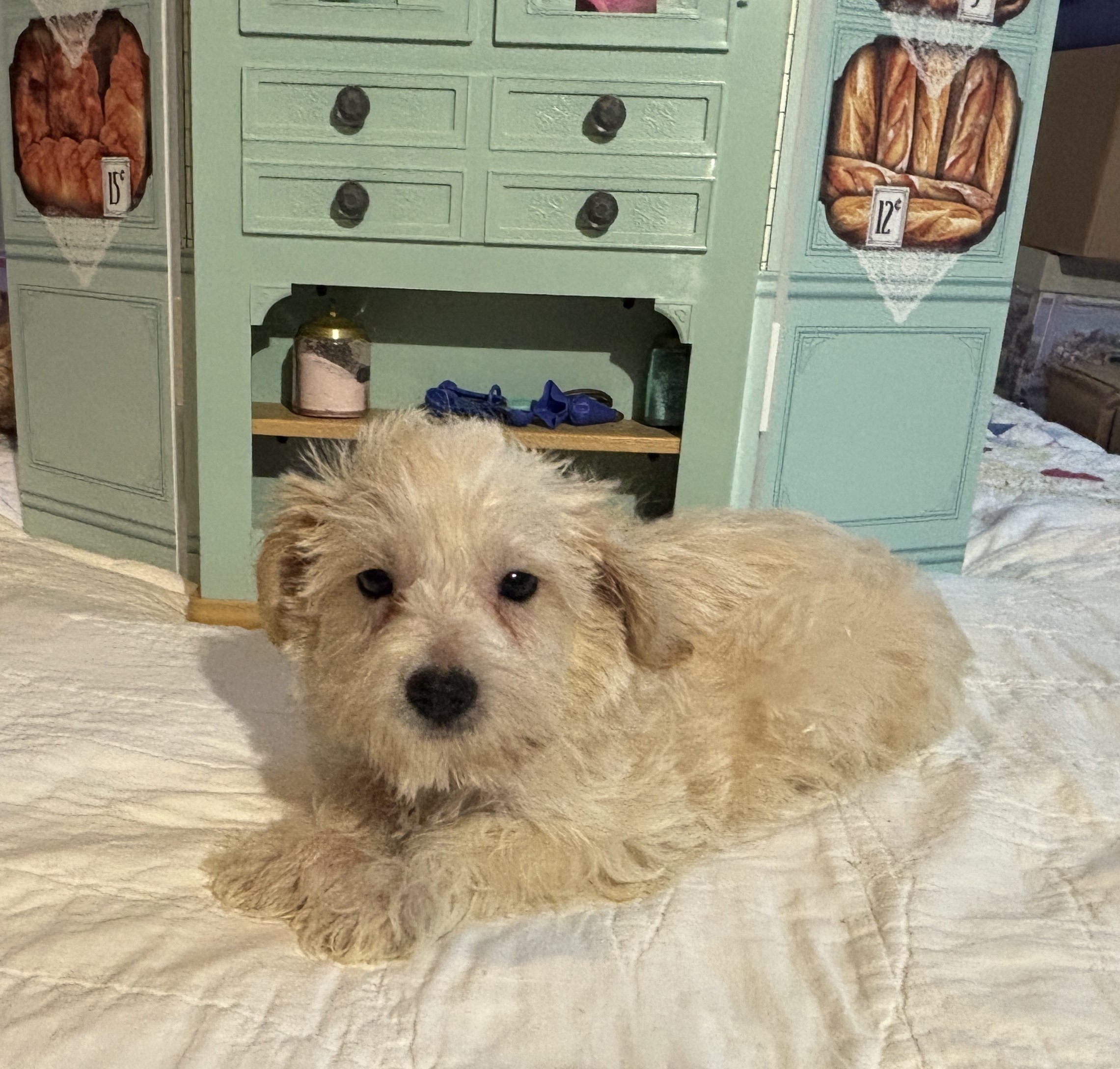 Buddy – Chonzer / SALE! $1000