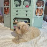 Buddy – Chonzer / SALE! $1000