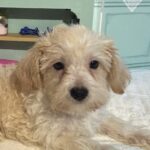 Buddy – Chonzer / SALE! $1000