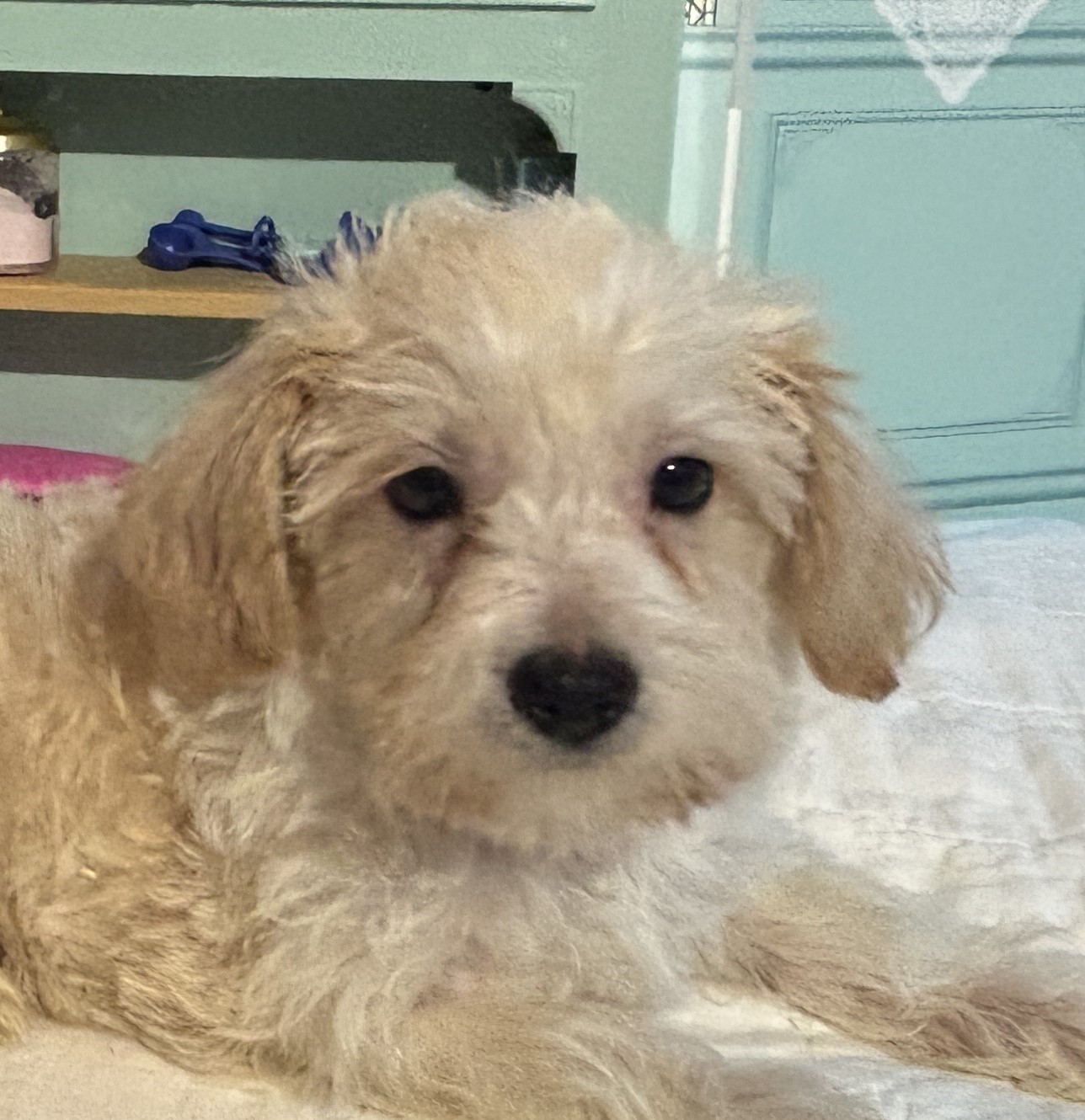 Buddy – Chonzer / SALE! $1000