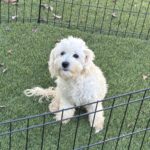 Chelsea – Chonzer / Sale $600