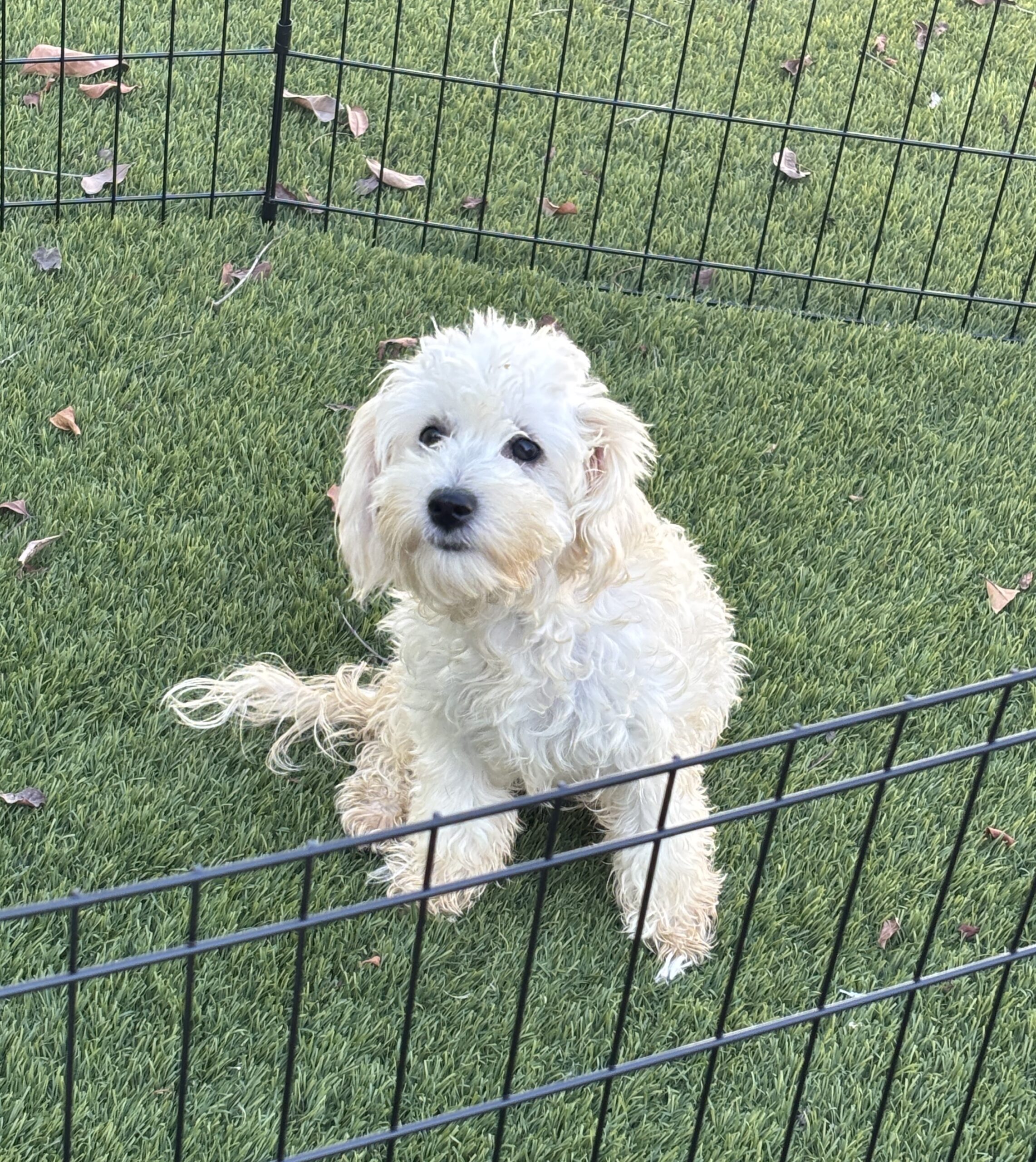Chelsea – Chonzer / Sale $600