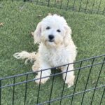 Chelsea – Chonzer / Sale $600