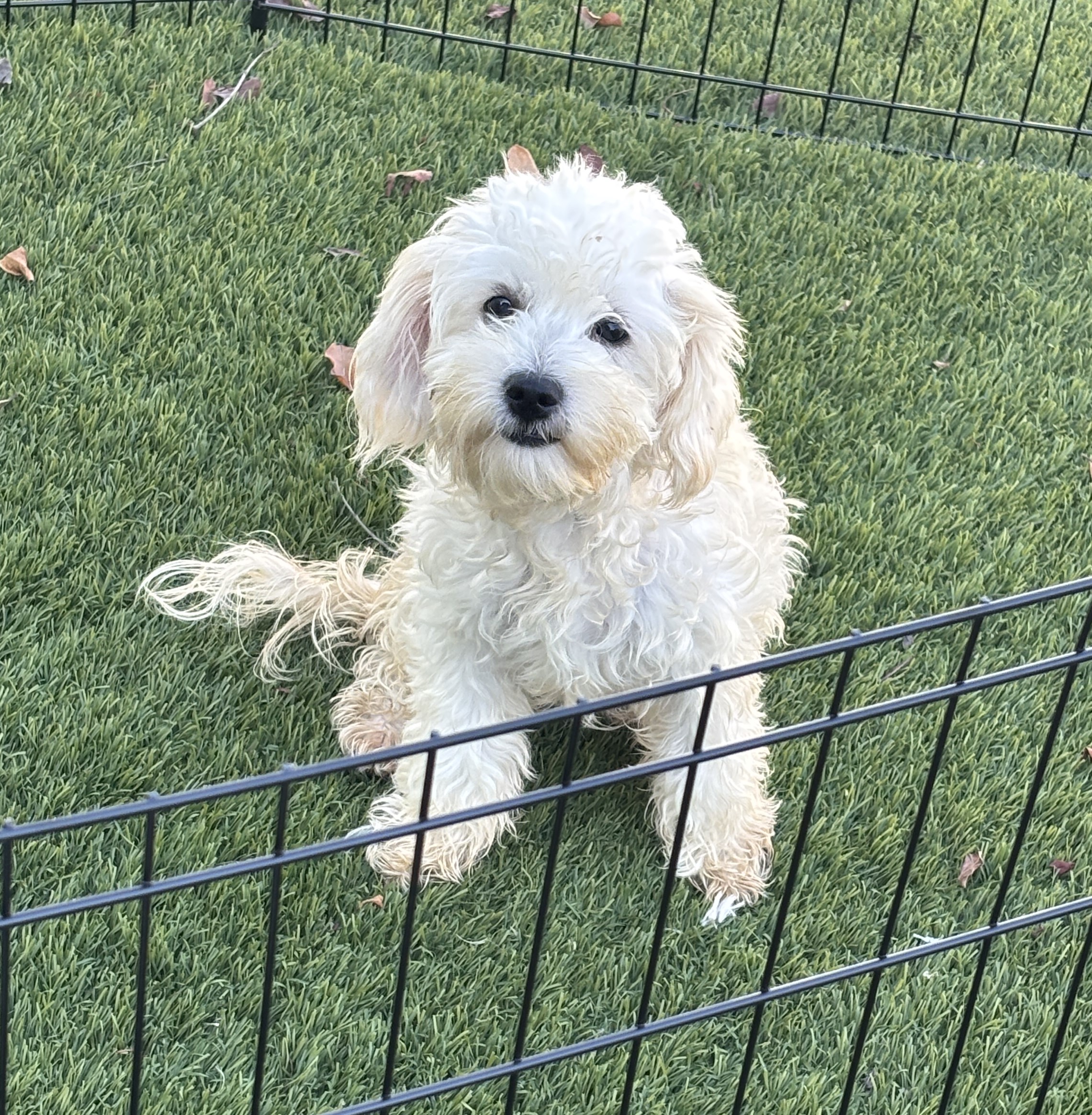 Chelsea – Chonzer / Sale $600