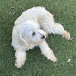Chelsea – Chonzer / Sale $600