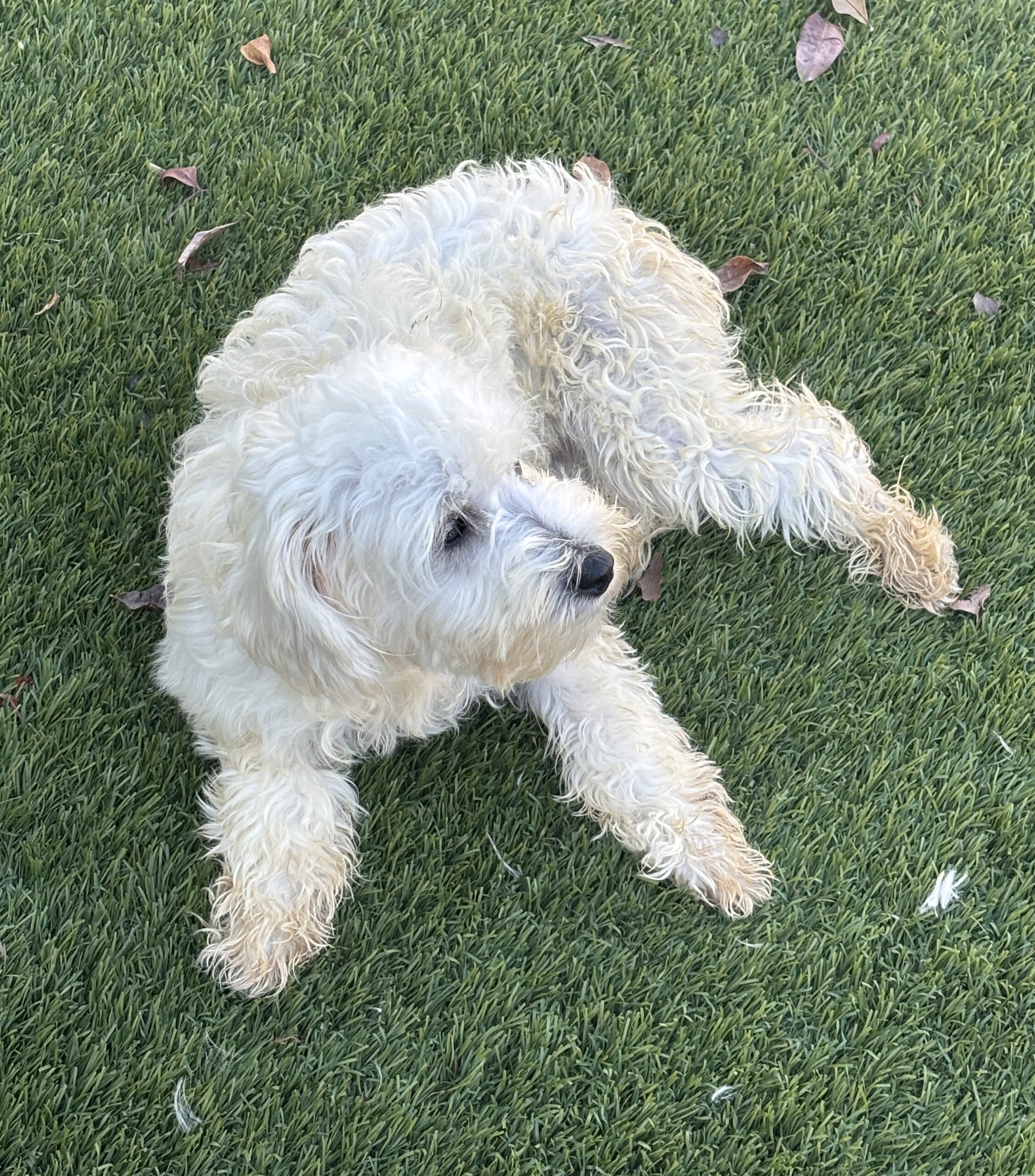 Chelsea – Chonzer / Sale $600