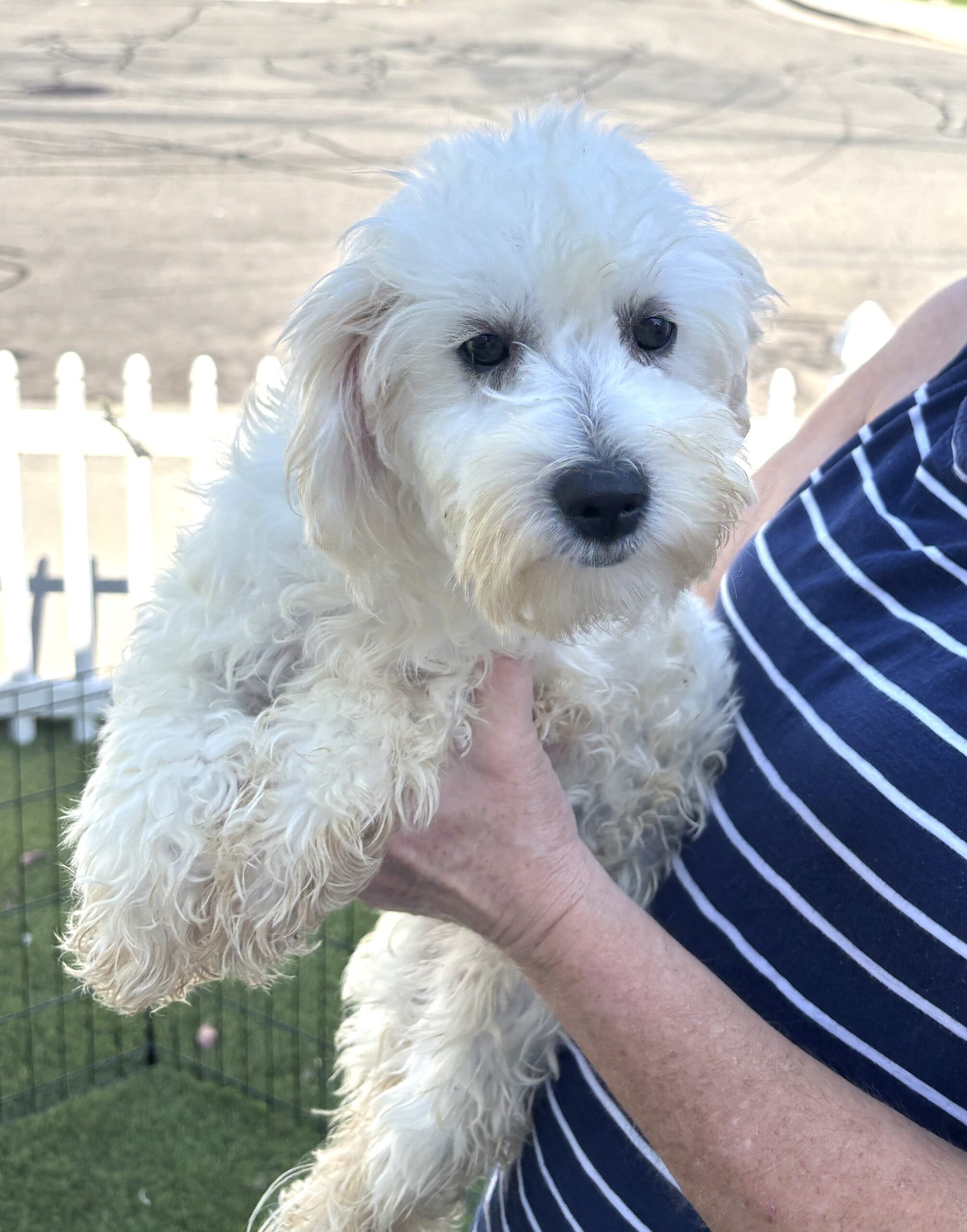 Chelsea – Chonzer / Sale $600