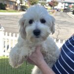 Chelsea – Chonzer / Sale $600