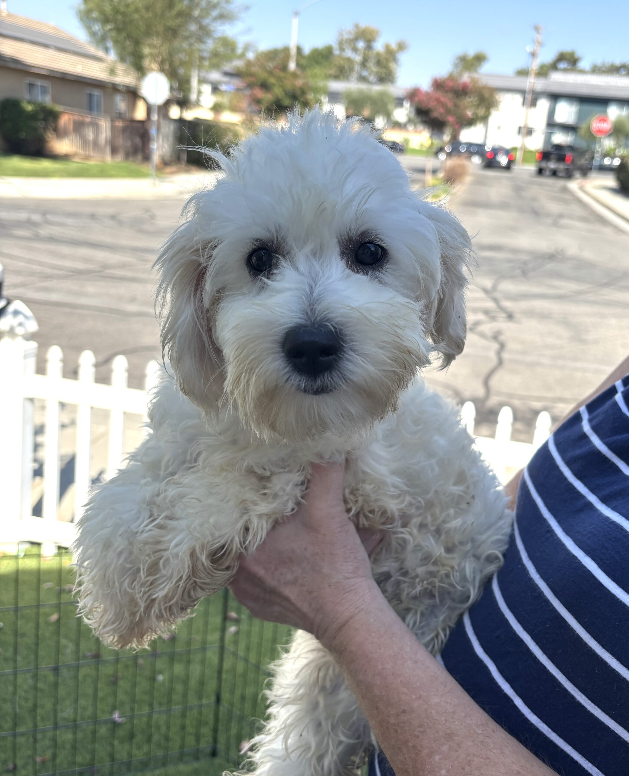 Chelsea – Chonzer / Sale $600