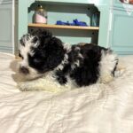 Chip – Miniature Schnauzer $1950