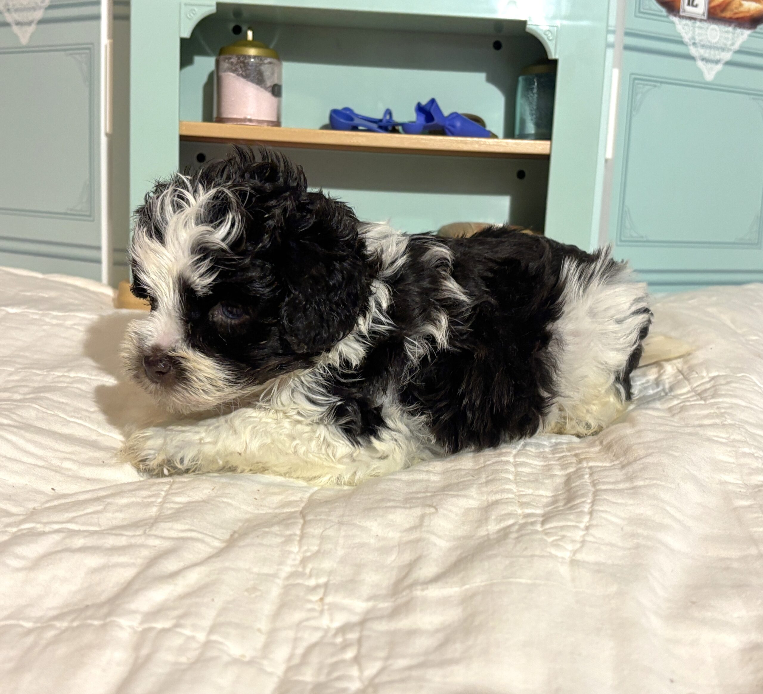 Chip – Miniature Schnauzer $1950