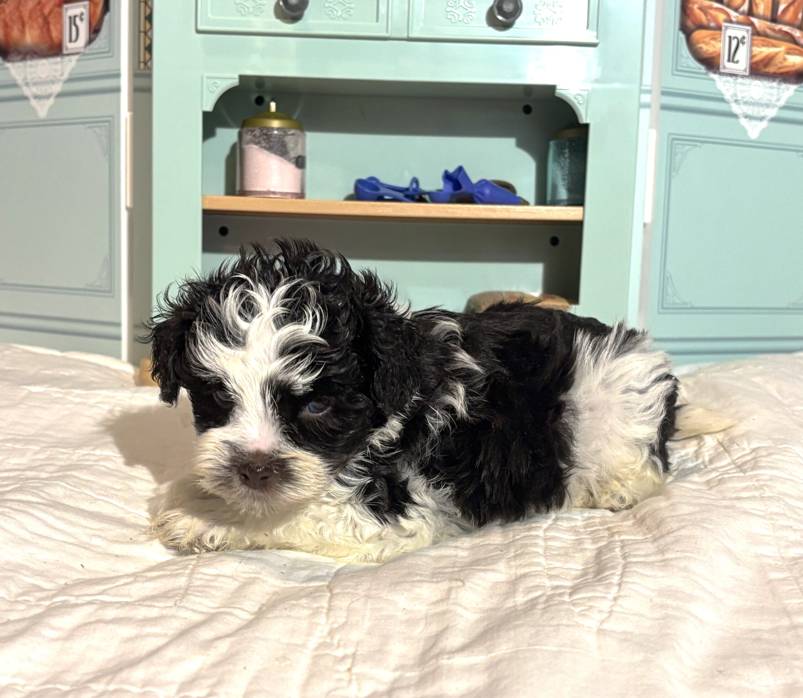 Chip – Miniature Schnauzer $1950