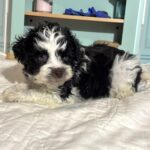 Chip – Miniature Schnauzer $1950