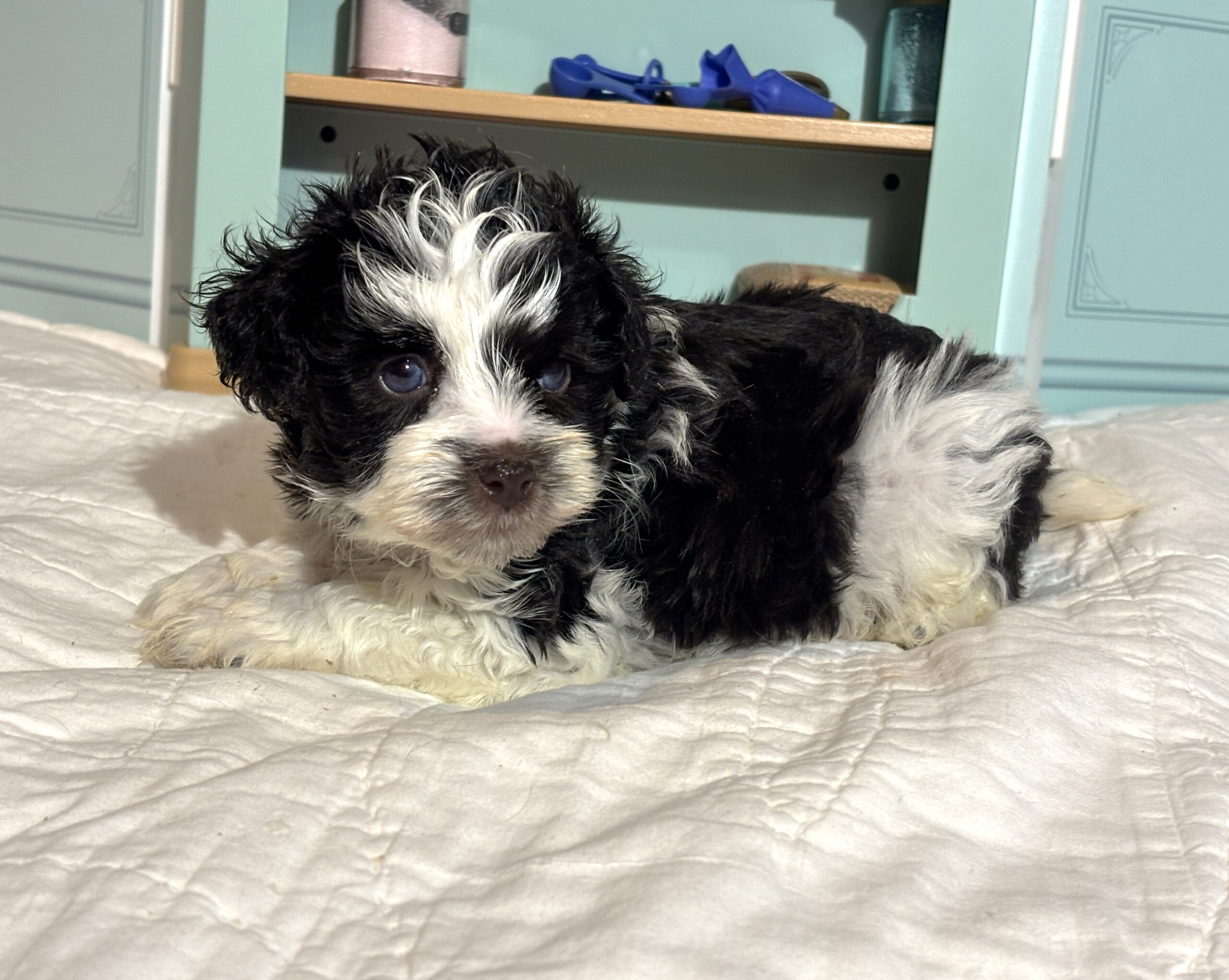 Chip – Miniature Schnauzer $1950