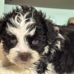 Chip – Miniature Schnauzer $1950