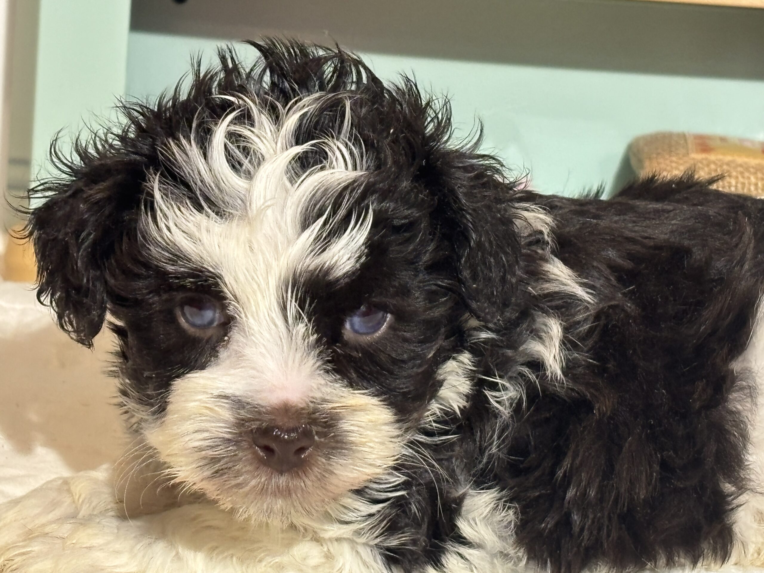 Chip – Miniature Schnauzer $1950