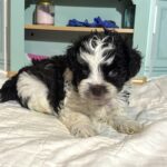 Chip – Miniature Schnauzer $1950