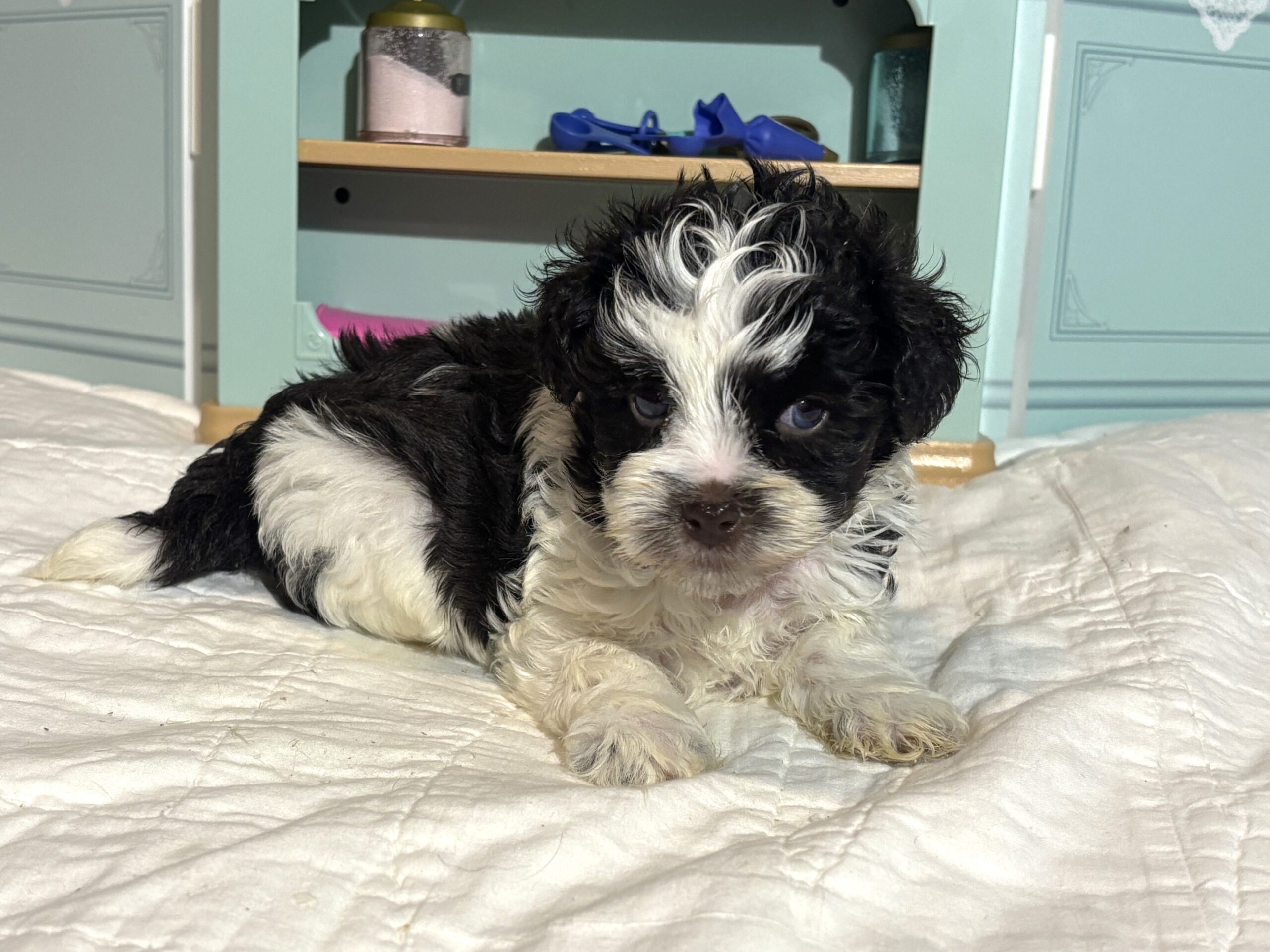 Chip – Miniature Schnauzer $1950
