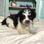 Chip – Miniature Schnauzer $1950