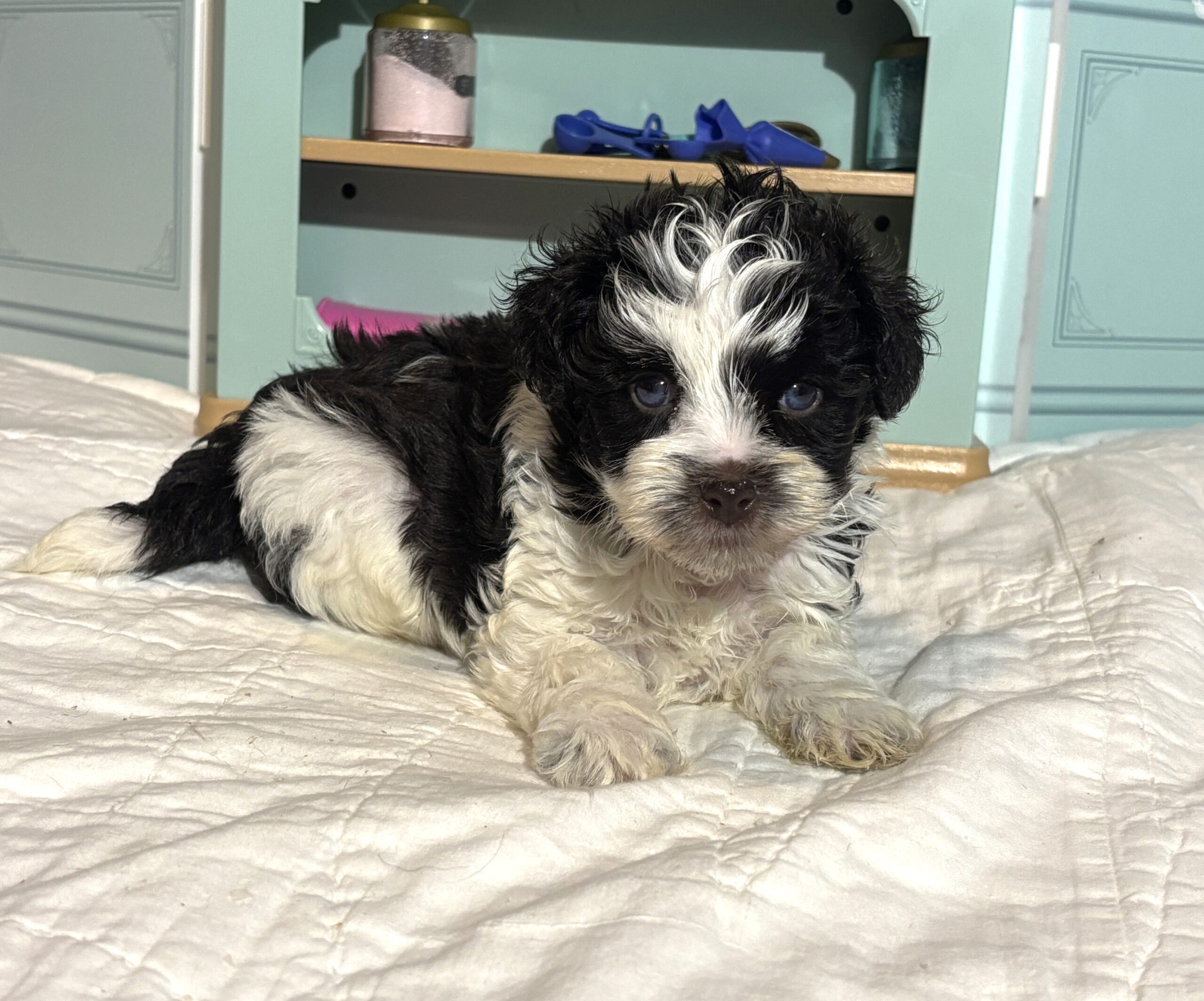 Chip – Miniature Schnauzer $1950