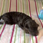 Cinderella – Miniature Schnoodle $2800