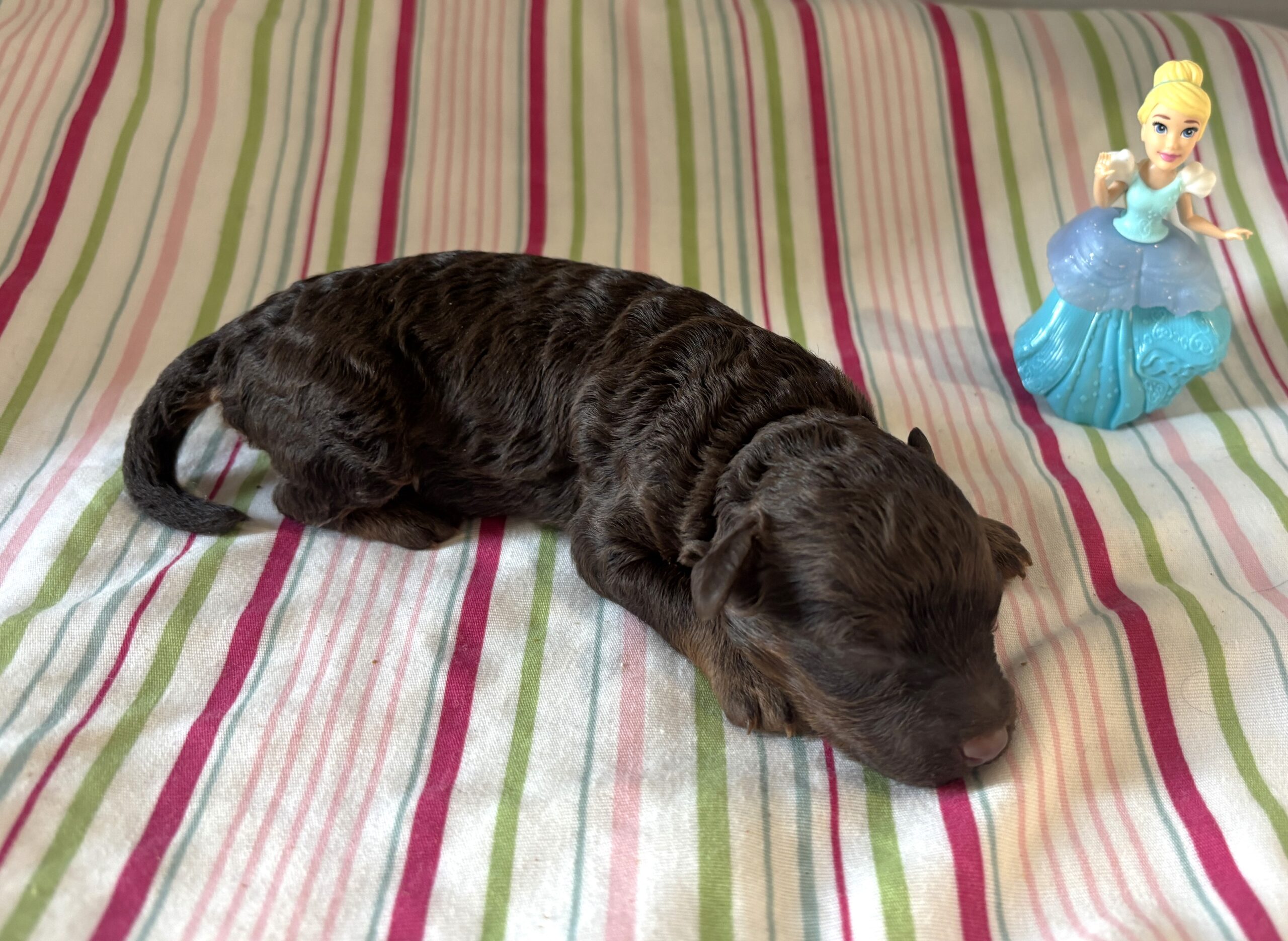 Cinderella – Miniature Schnoodle $2800