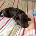 Cinderella – Miniature Schnoodle $2800