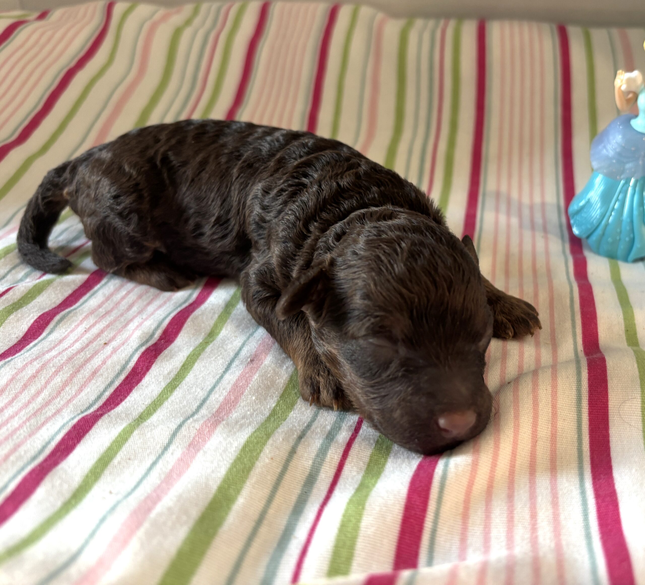 Cinderella – Miniature Schnoodle $2800
