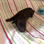 Cinderella – Miniature Schnoodle $2800