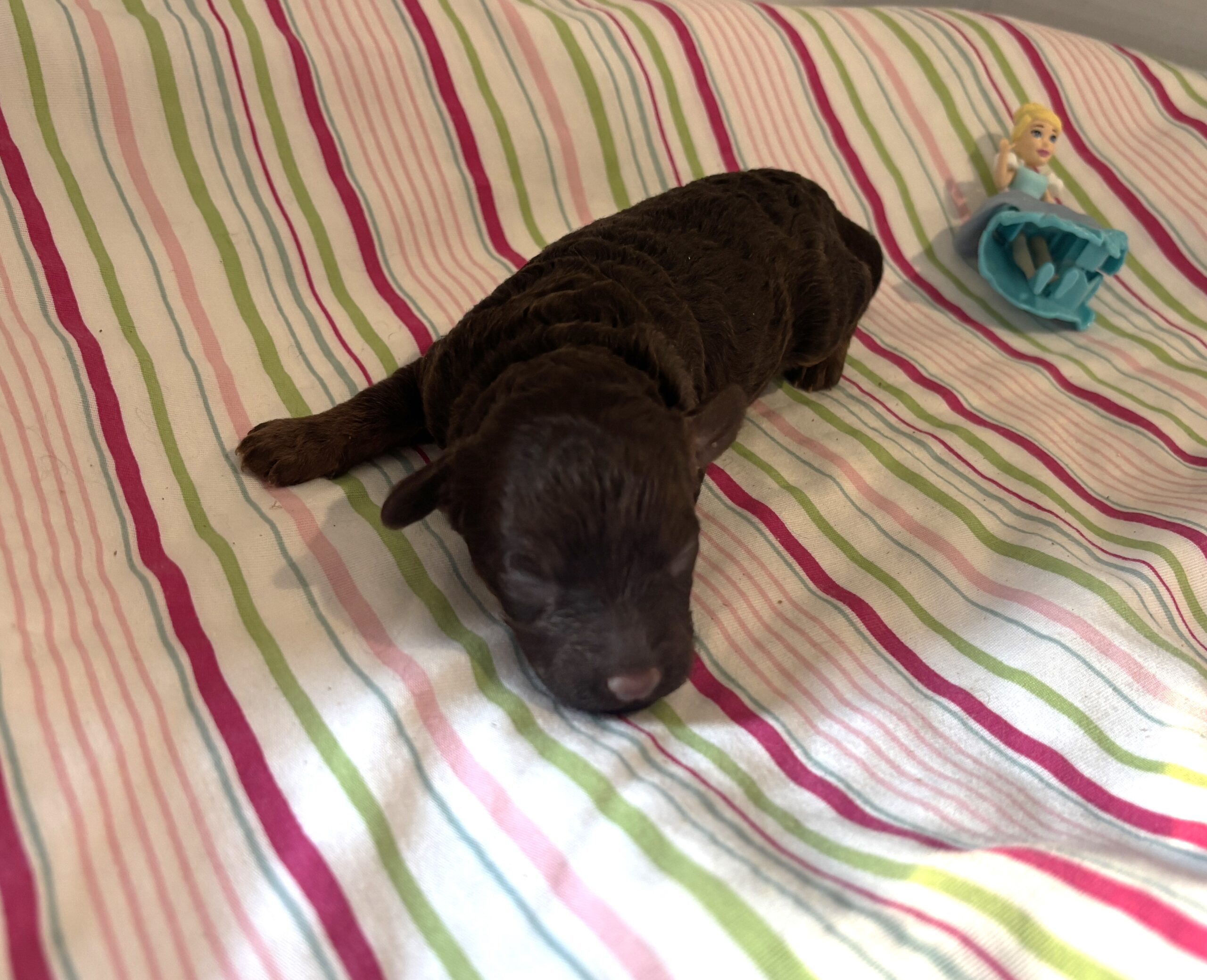 Cinderella – Miniature Schnoodle $2800