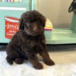 CINDERELLA – Miniature Schnoodle $2800