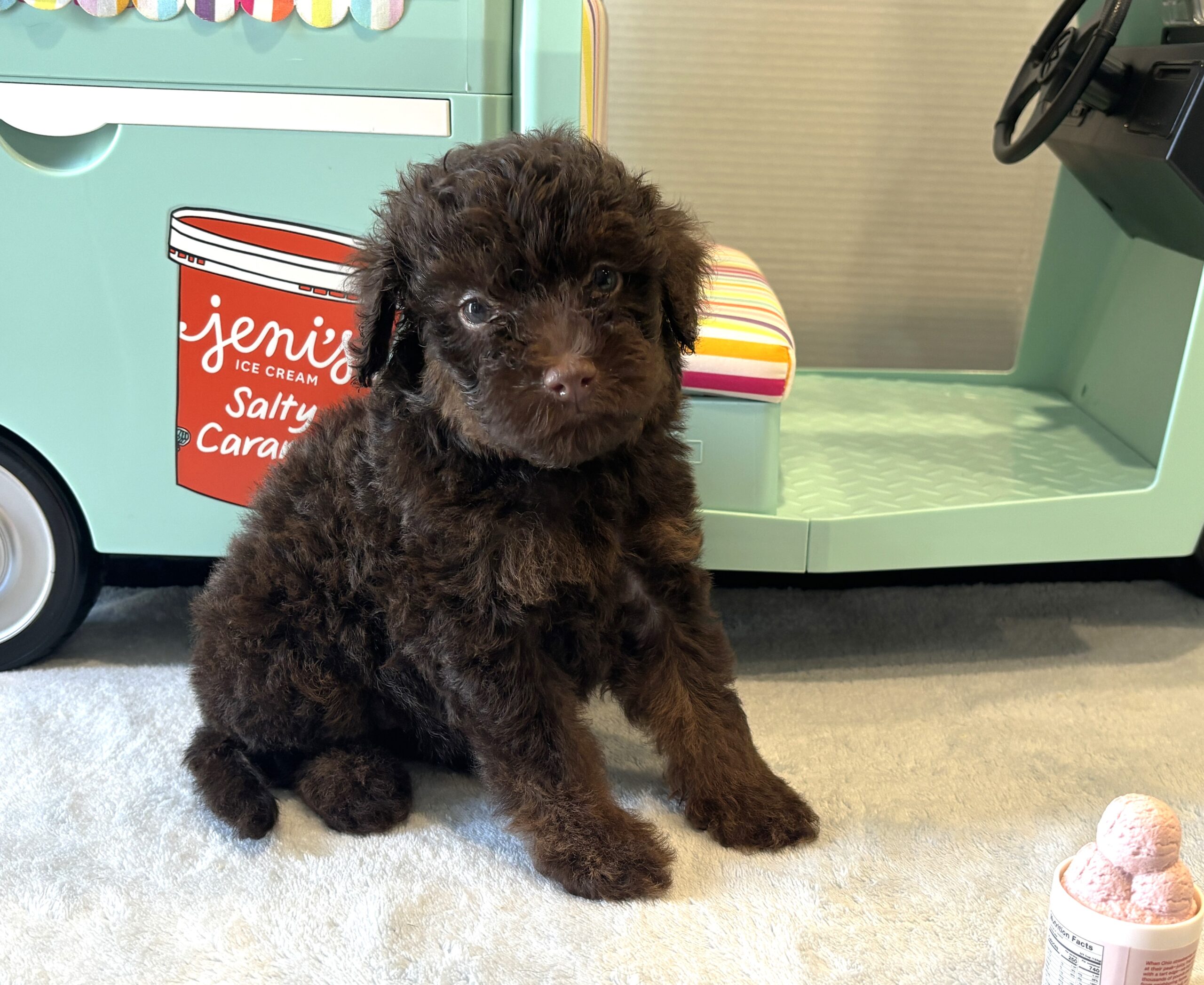 CINDERELLA – Miniature Schnoodle $2800