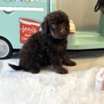 CINDERELLA – Miniature Schnoodle $2800