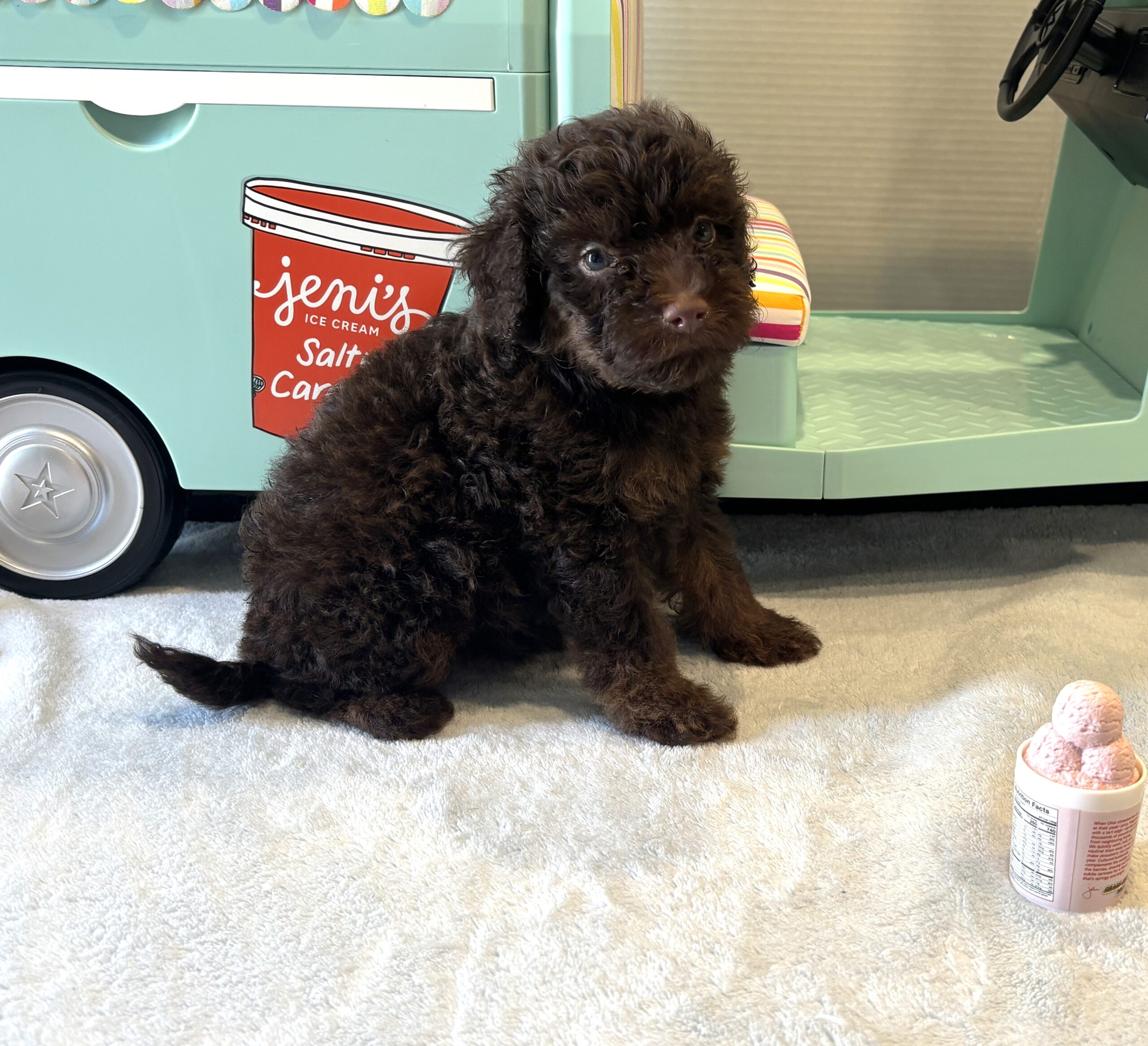 CINDERELLA – Miniature Schnoodle $2800