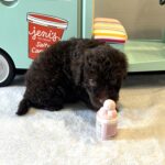CINDERELLA – Miniature Schnoodle $2800