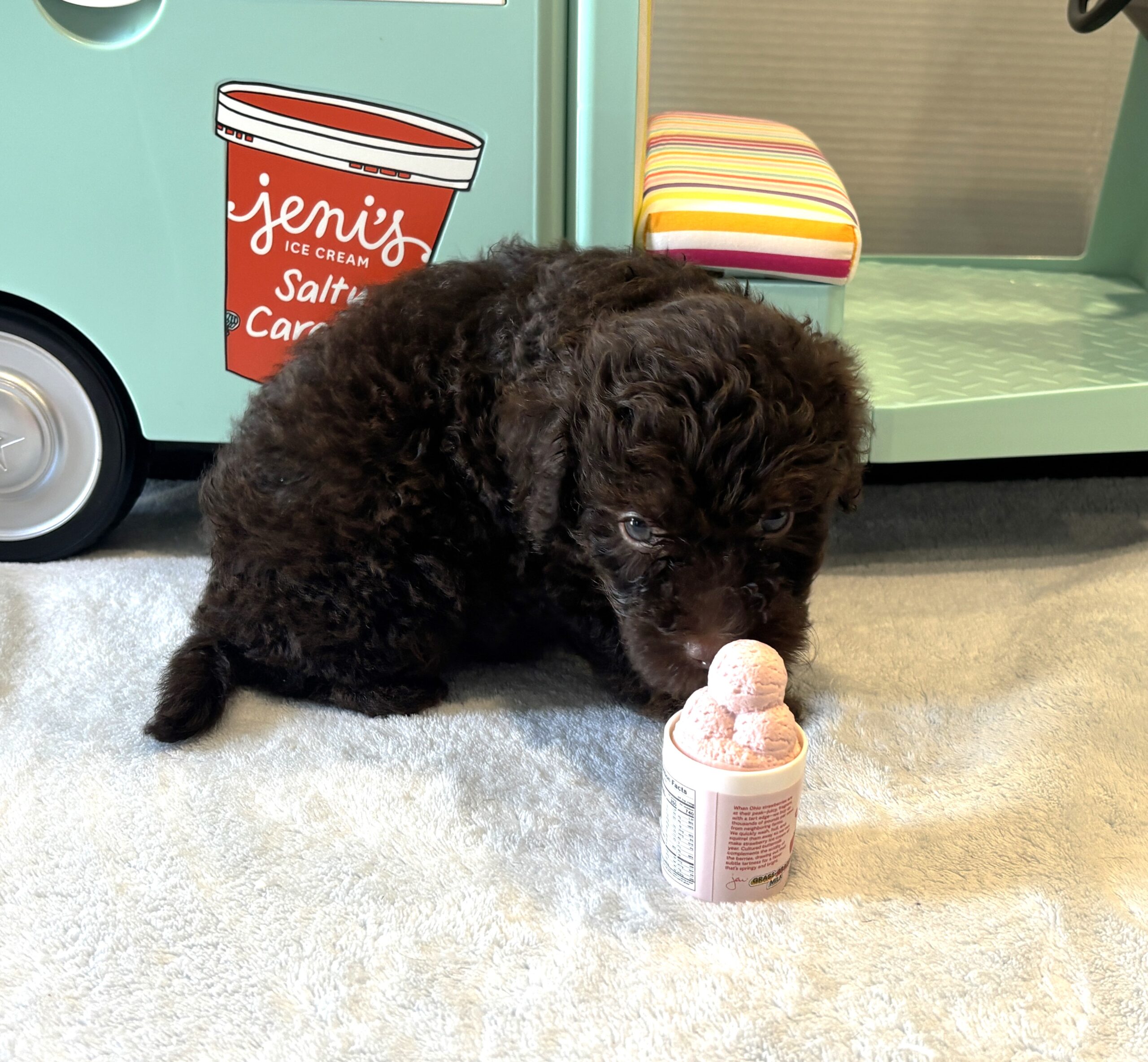 CINDERELLA – Miniature Schnoodle $2800