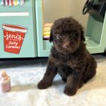 CINDERELLA – Miniature Schnoodle $2800
