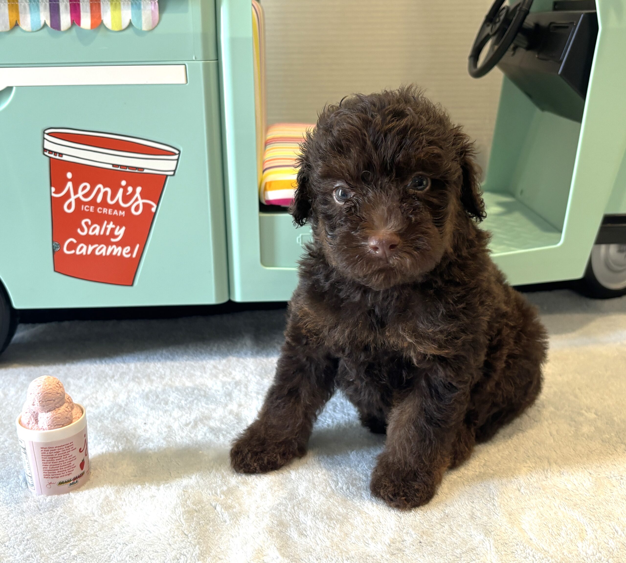 CINDERELLA – Miniature Schnoodle $2800
