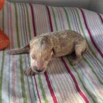 Cole – Miniature Schnoodle $2700