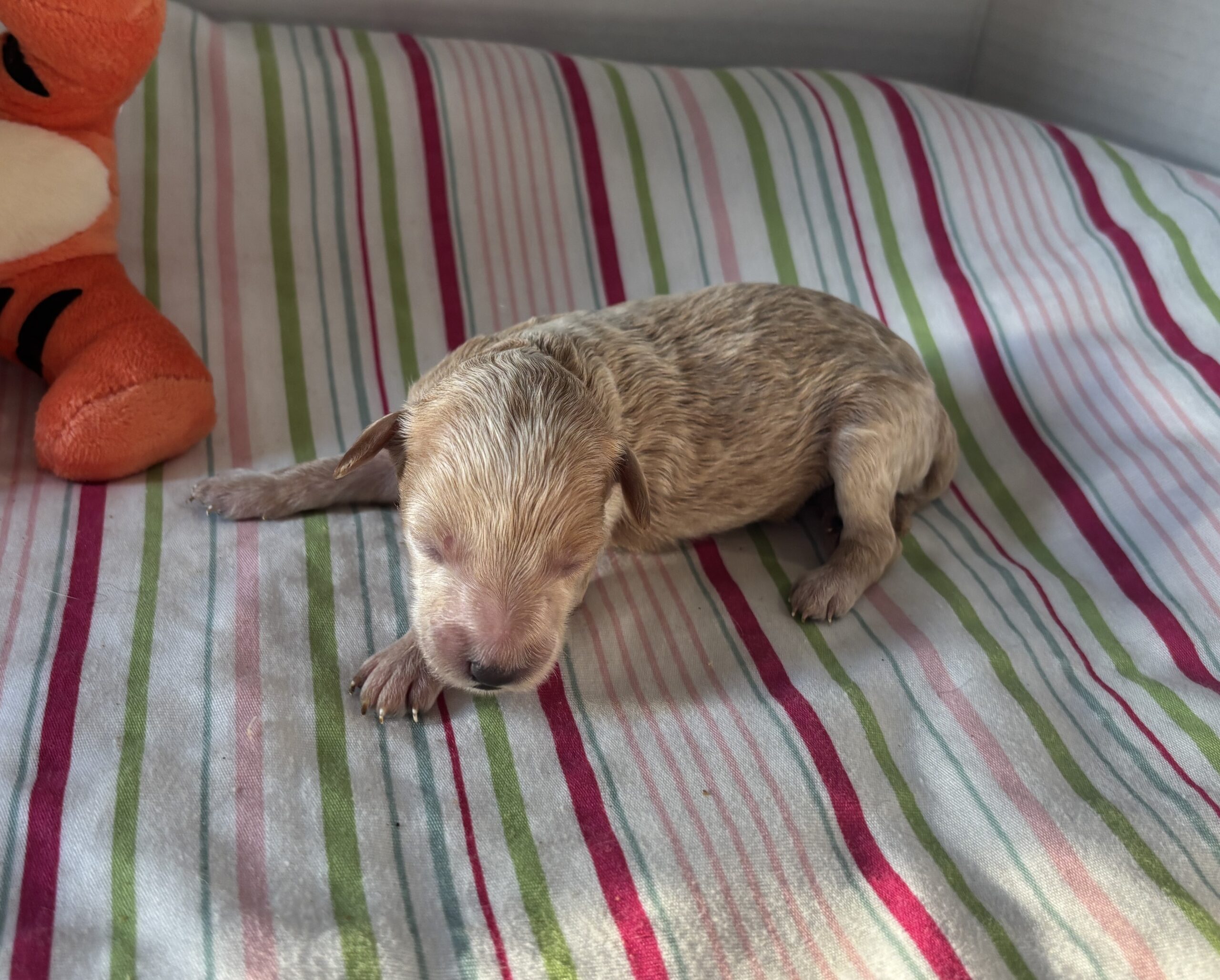 Cole – Miniature Schnoodle $2700