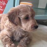 COLE – Miniature Schnoodle $2700