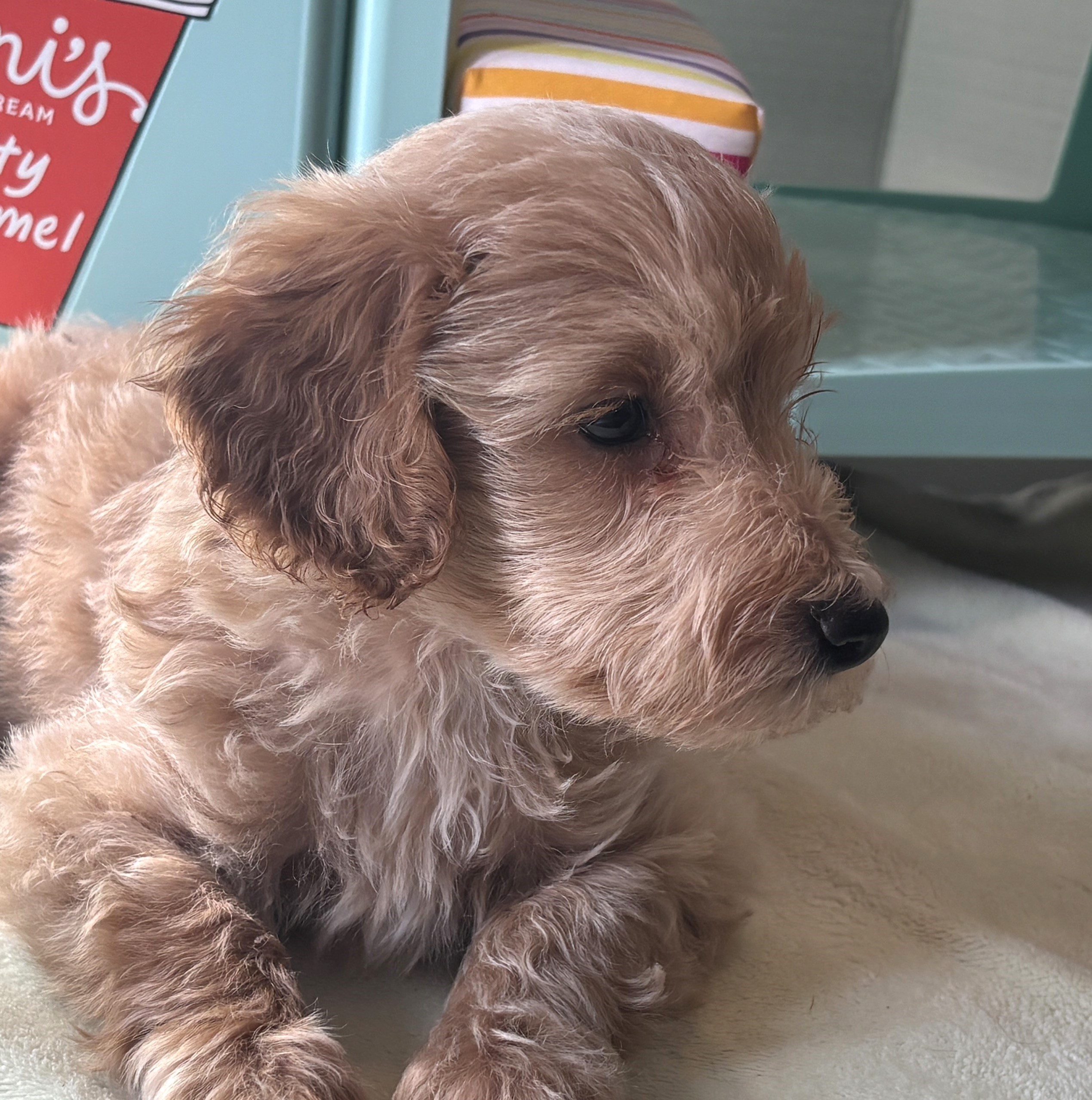 COLE – Miniature Schnoodle $2700