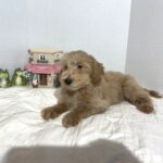 COLE – Miniature Schnoodle $2500