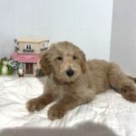COLE – Miniature Schnoodle $2500