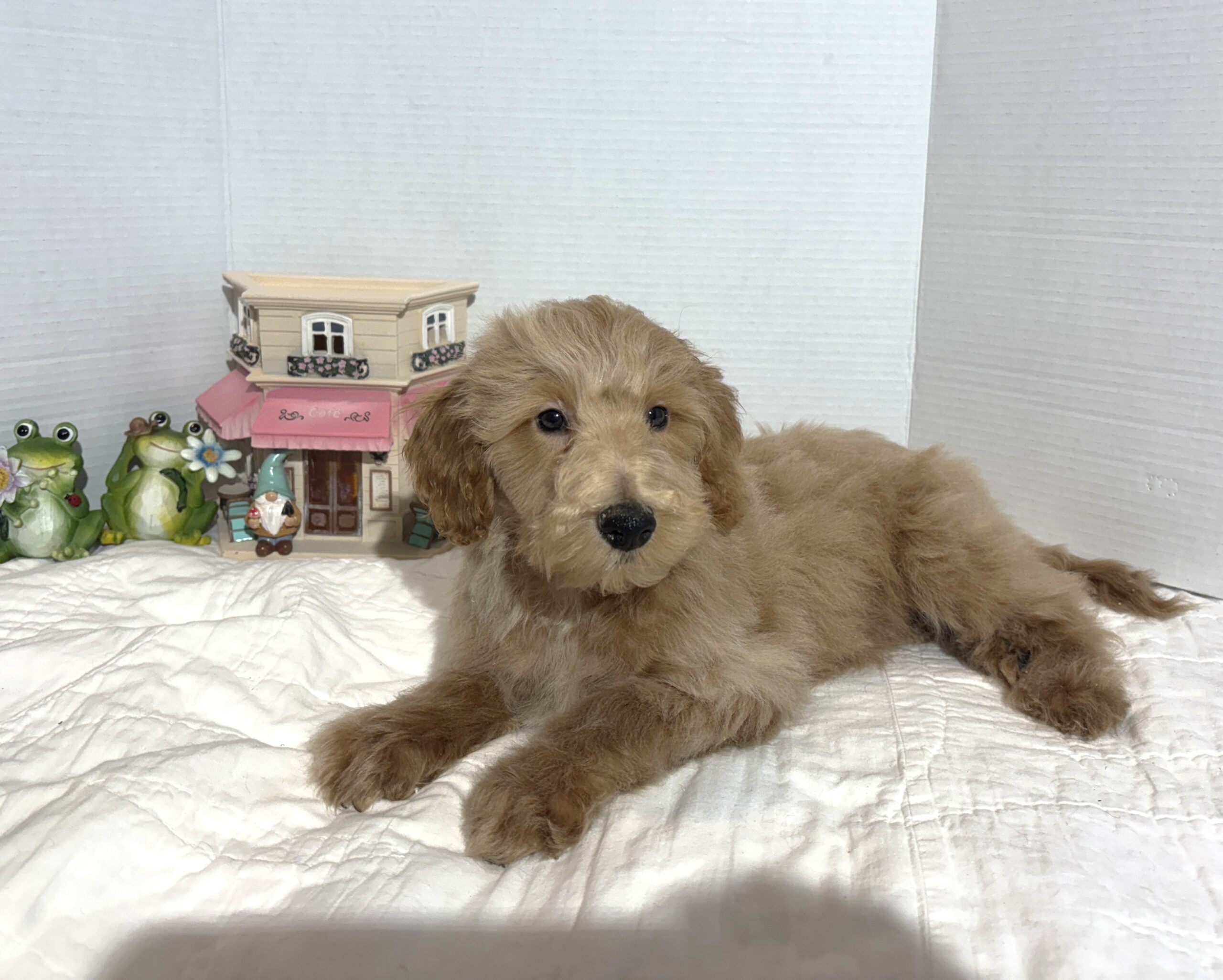 COLE – Miniature Schnoodle $2500