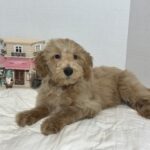 COLE – Miniature Schnoodle $2500