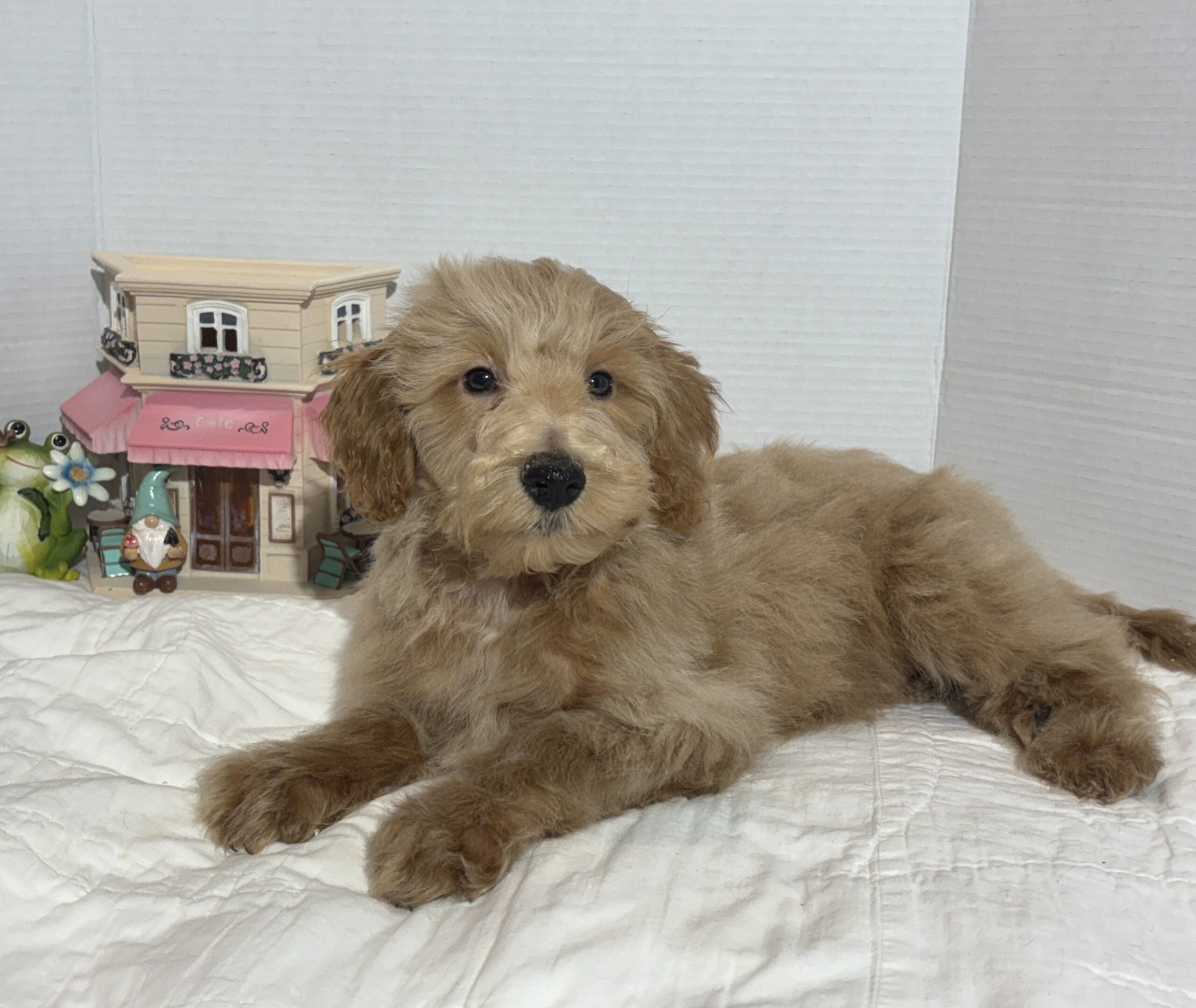 COLE – Miniature Schnoodle $2500