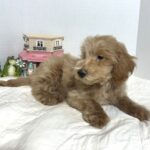 COLE – Miniature Schnoodle $2500