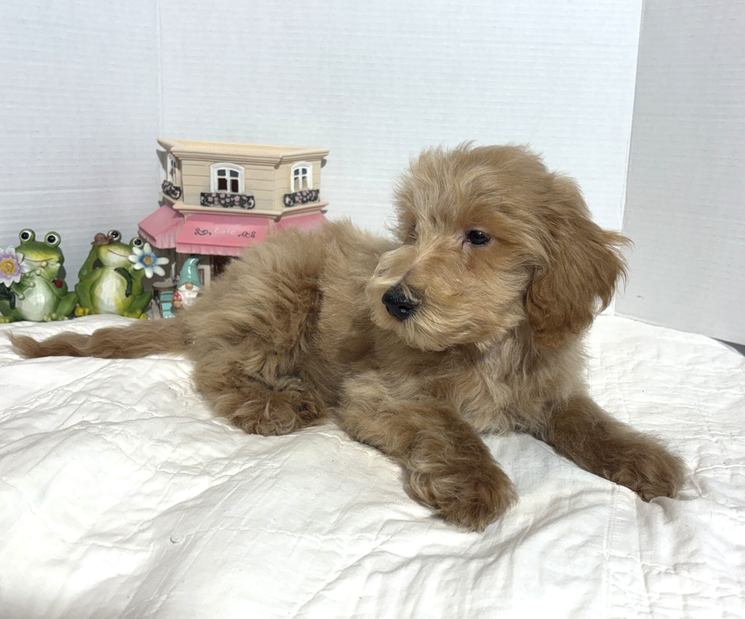 COLE – Miniature Schnoodle $2500